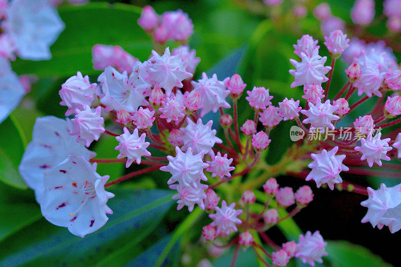 大叶菖蒲/山桂花